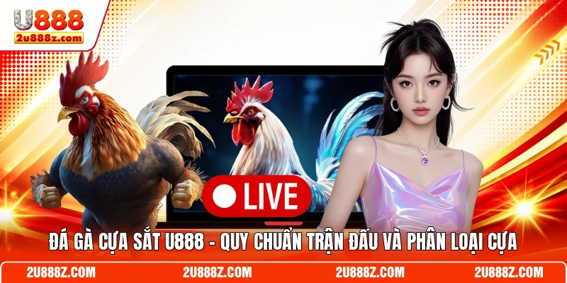 Đá Gà Cựa Sắt U888 - Quy Chuẩn Trận Đấu Và Phân Loại Cựa