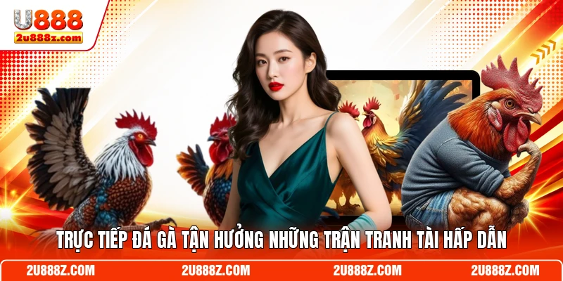 Trực tiếp đá gà tận hưởng những trận tranh tài hấp dẫn